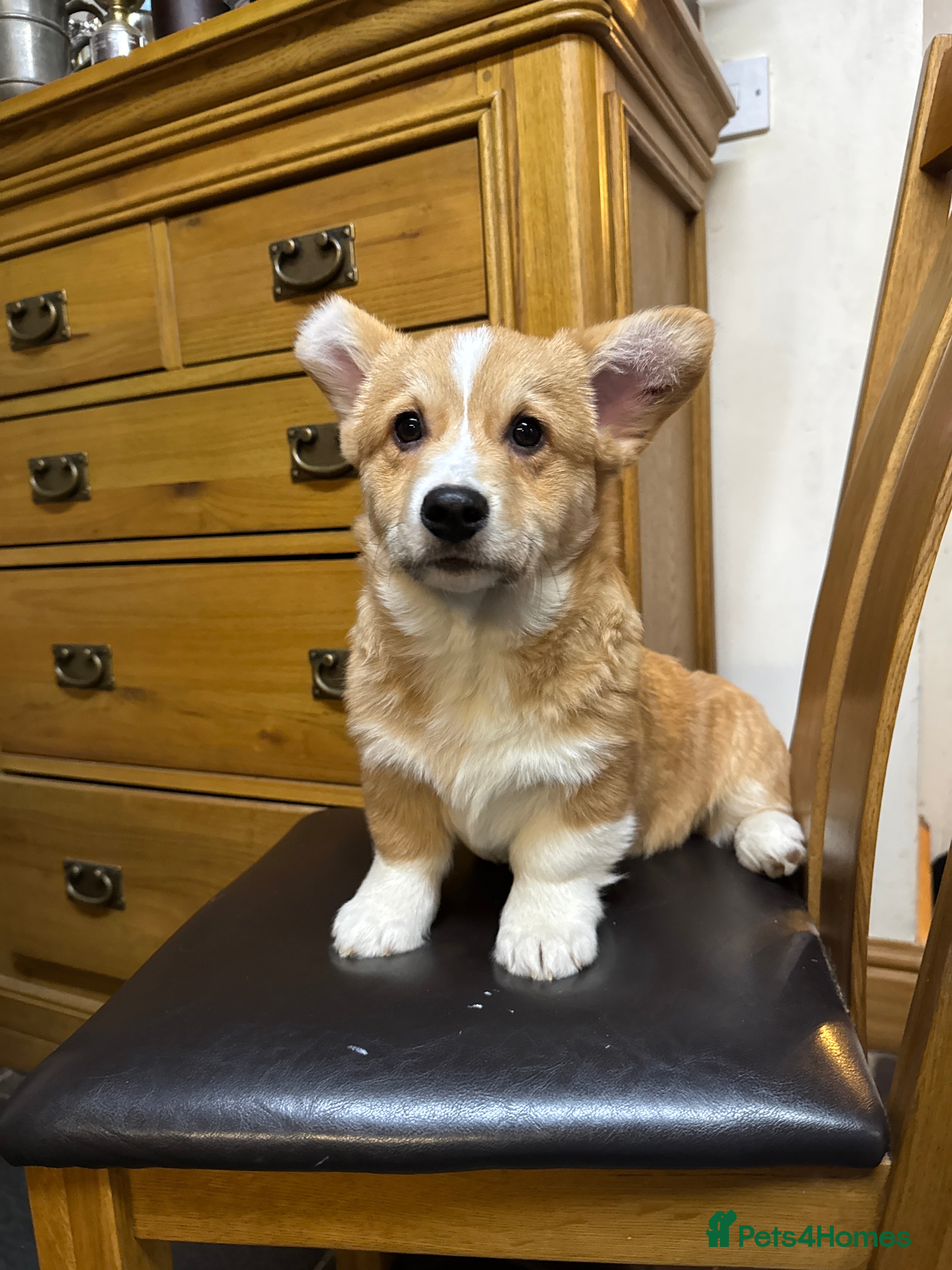 Welsh Corgi Pembroke dogs Champion bloodlines on both sides, great with kids - Advert 2