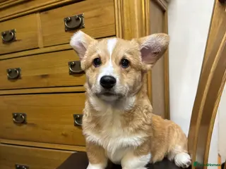 Welsh Corgi Pembroke dogs Champion bloodlines on both sides, great with kids - Advert 2