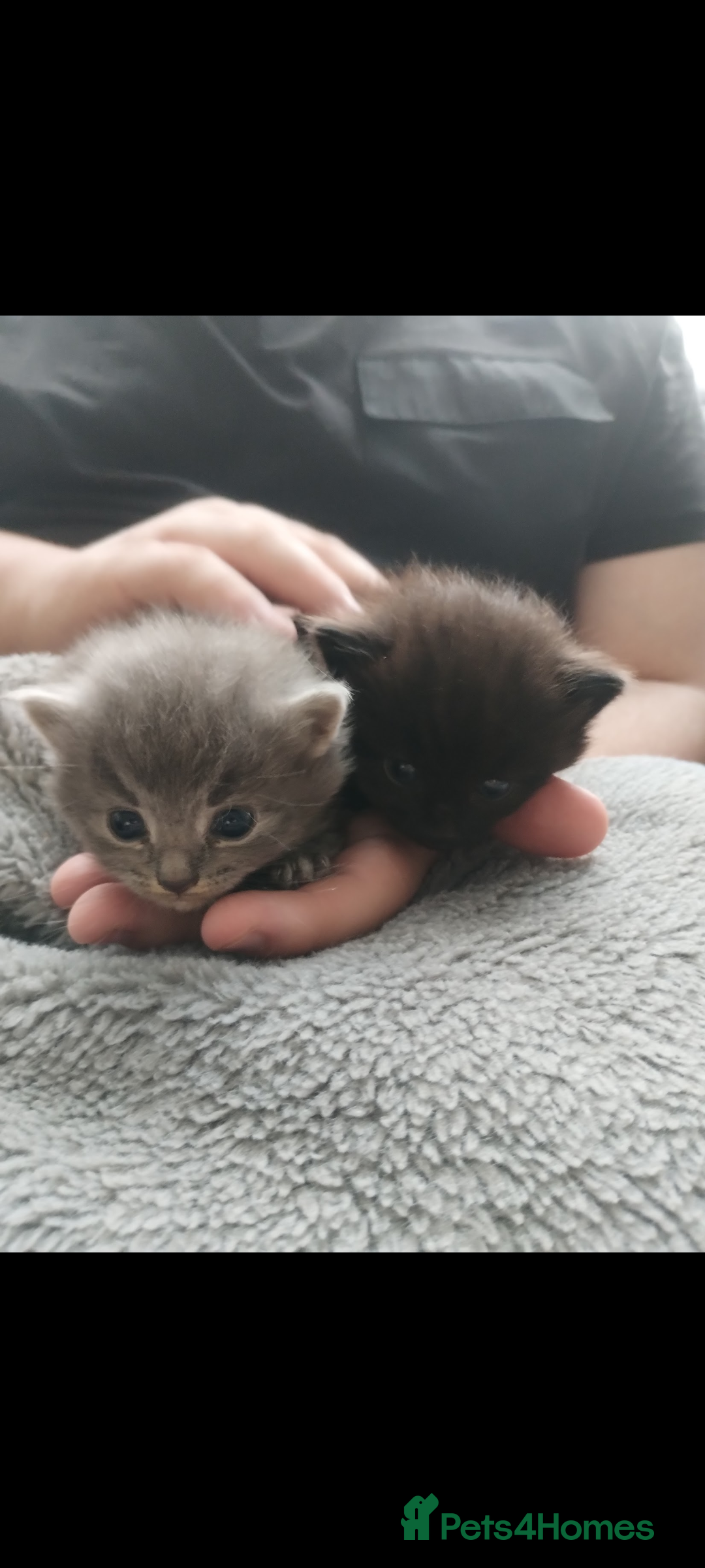 Mixed Breed cats for sale: 3 lovely Boys Ready to Leave , 1 black available  - Image 2