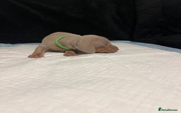 Dachshund dogs for sale:    🌈 Stunning Dachshund puppies 🌈  - Image 3