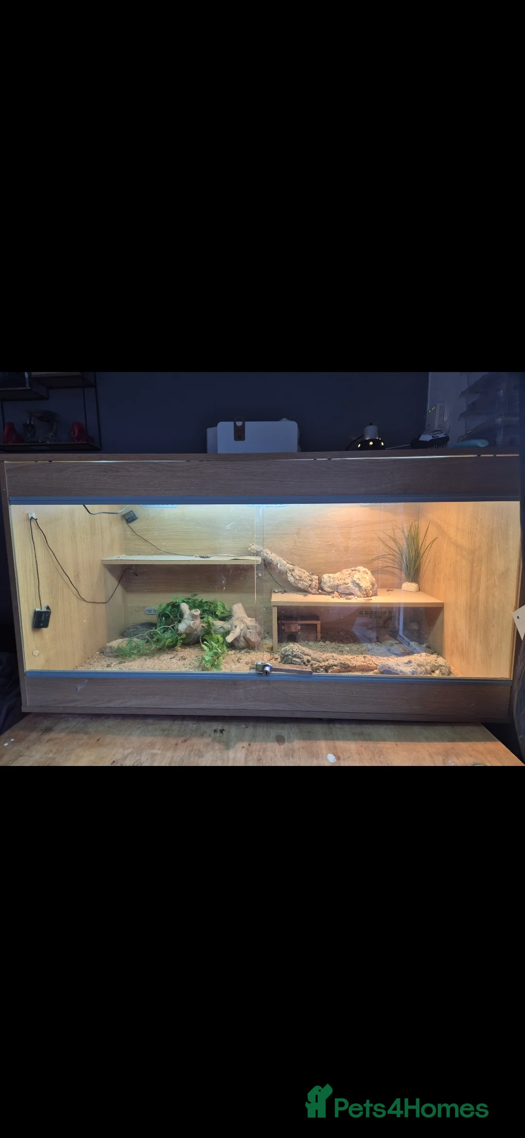 Bearded Dragon reptiles for sale: Bearded dragon  - Advert 3