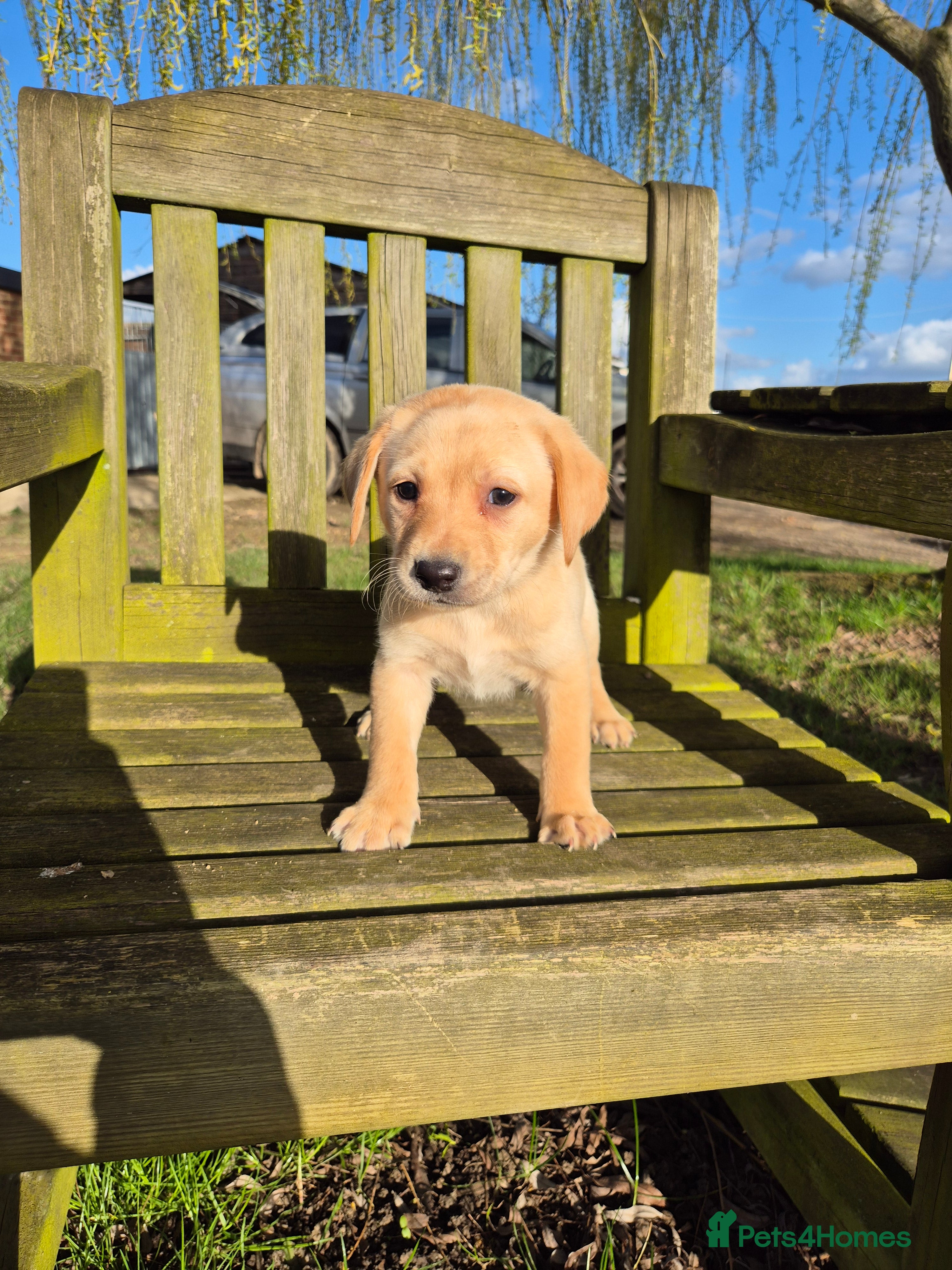 Labrador Retriever dogs Labrador Puppies - Advert 17