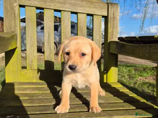 Labrador Retriever dogs Labrador Puppies - Advert 13