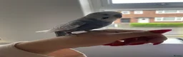 Budgerigars birds for sale: Mr Skye  in Warrington - Advert 11
