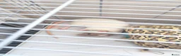 Rat rodents for sale: 2 feme Dumbo rats  in Wakefield - Advert 6
