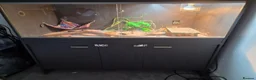 Bearded Dragon reptiles for sale: Bearded dragon  - Advert 1