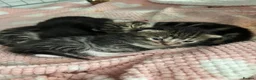 Mixed Breed cats for sale: 1 Tabby/stripy boy left! in West Molesey - Advert 2