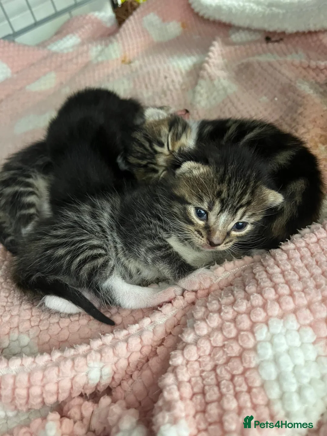 Mixed Breed cats for sale: 1 Tabby/stripy boy left! in West Molesey - Advert 2