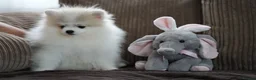 Pomeranian dogs for sale: Sweet little pups  - Advert 12