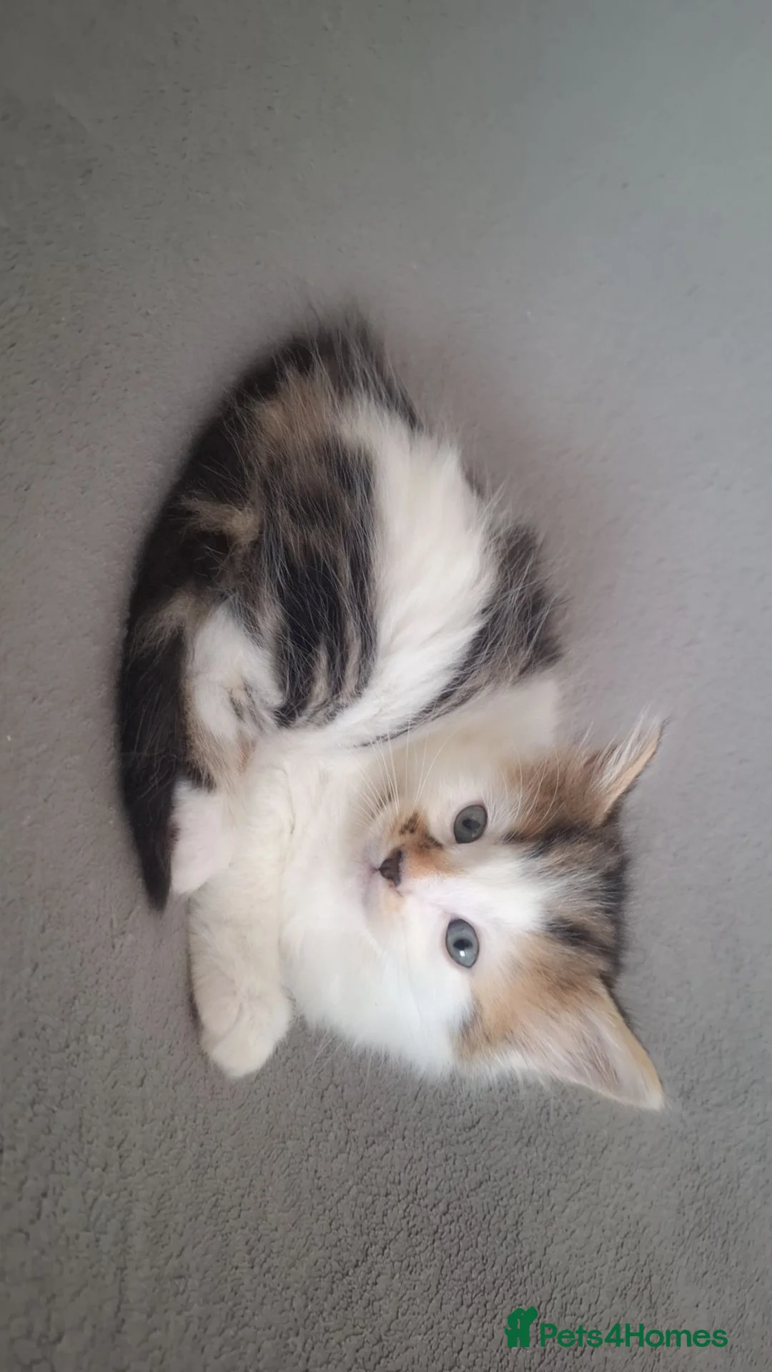Mixed Breed cats for sale: Fluffy kittens  - Advert 10