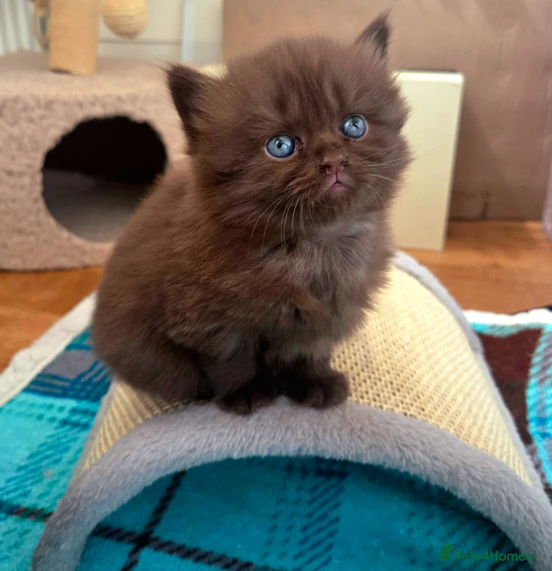 British Shorthair cats for sale: British Shorthair Kittens | GCCF 🤎 - Advert 2