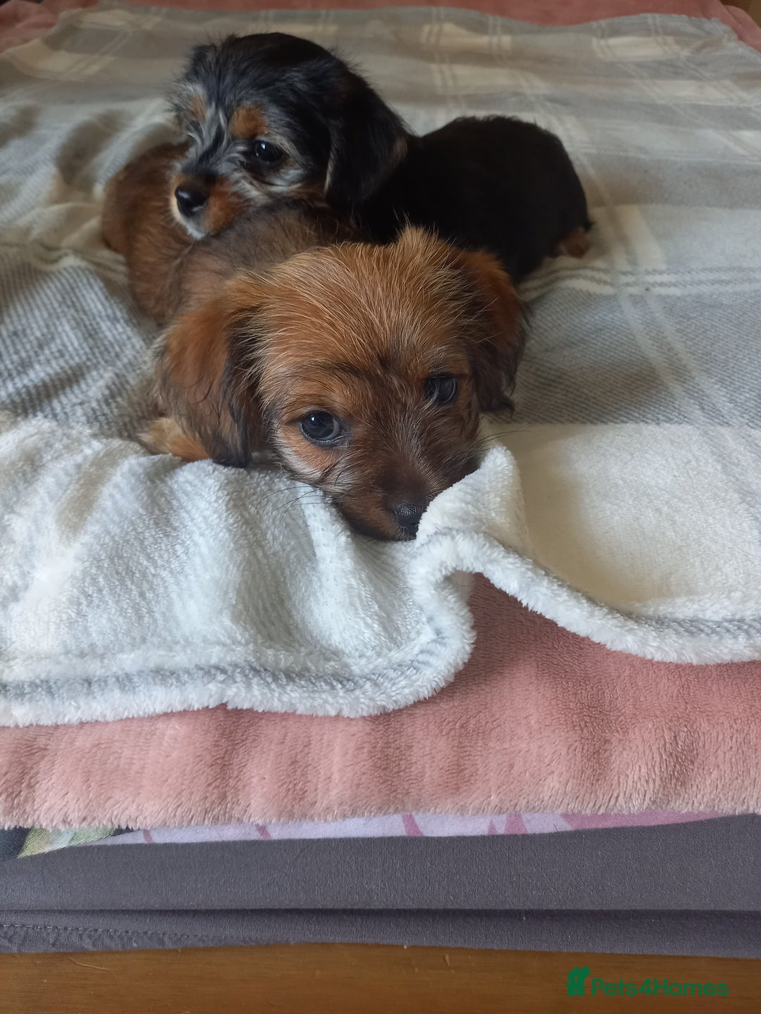 Mixed Breed dogs for sale: 💞 Beautiful Yorkie Russel Puppies 💞 - Image 9