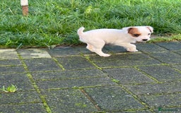 Jack Russell dogs for sale: 2 jack russell pups - Advert 4