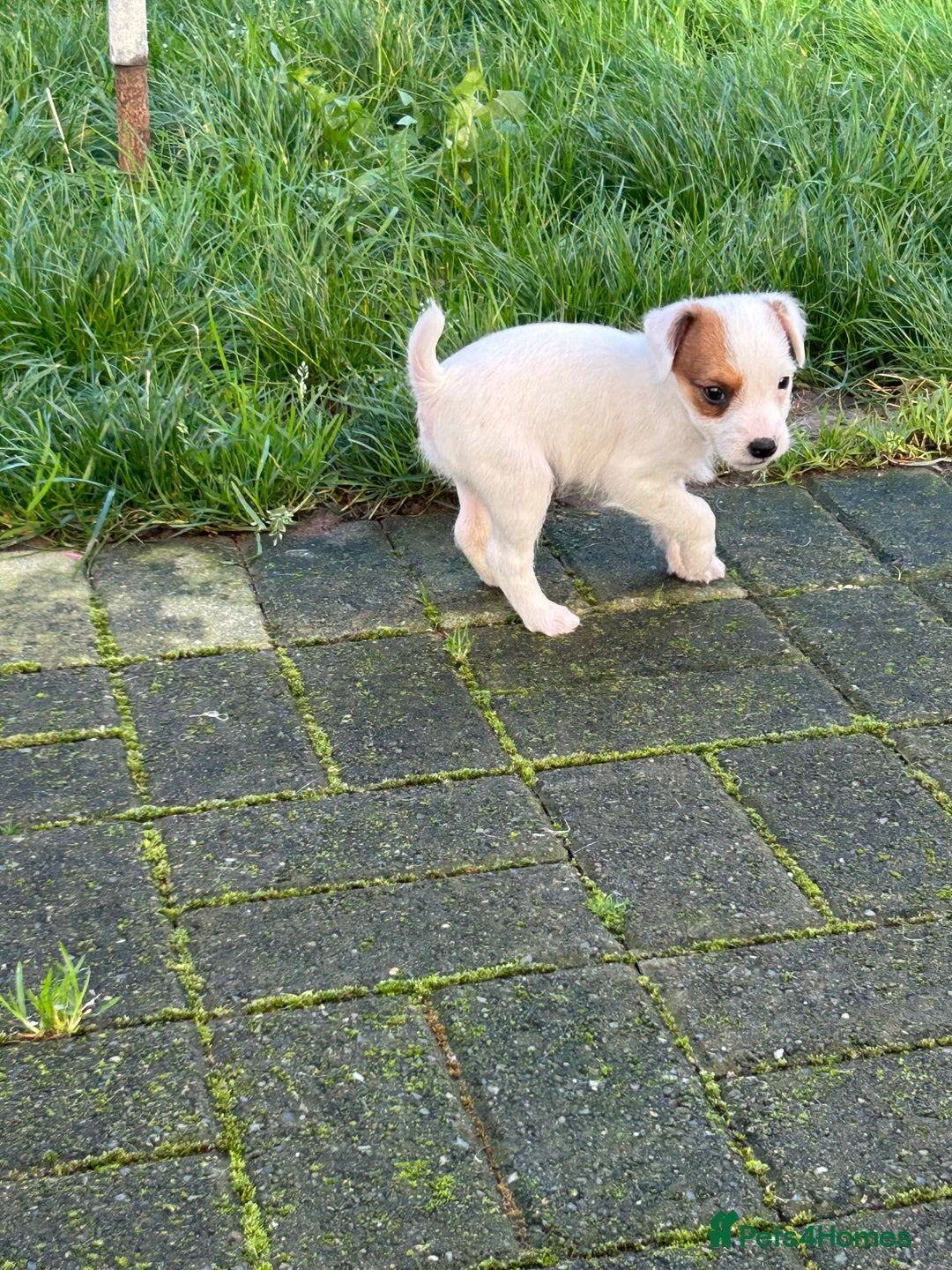 Jack Russell dogs for sale: 2 jack russell pups - Advert 4