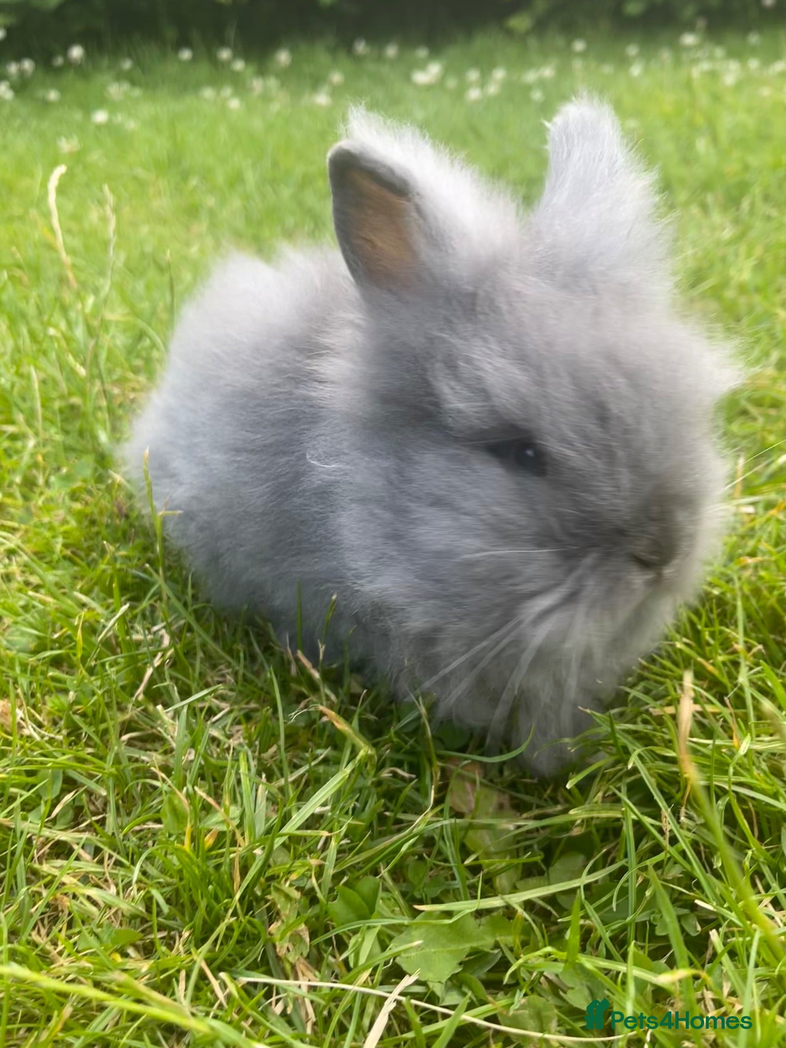 Lionhead rabbits Adorable Lionhead Bunnies - Advert 5