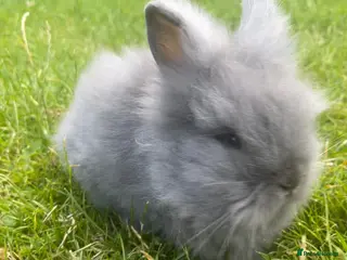 Lionhead rabbits Adorable Lionhead Bunnies - Advert 5