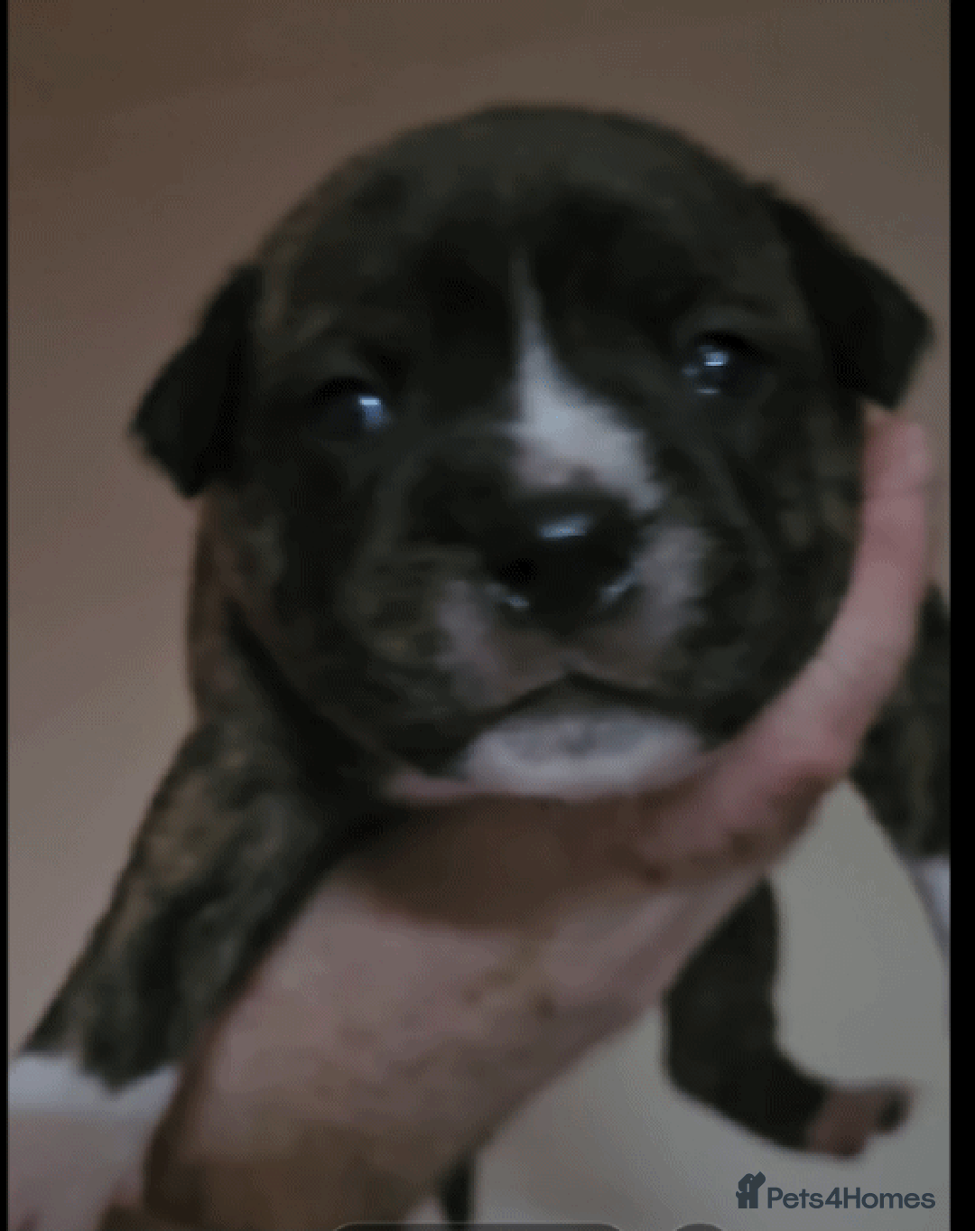 Staffordshire Bull Terrier dogs for sale: 🥨THE GOLDILOCKS LITTER 🥨 - Advert 1