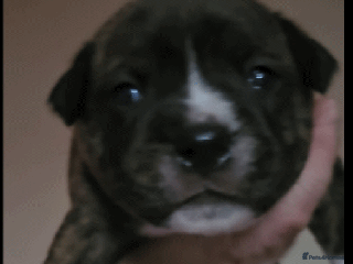 Staffordshire Bull Terrier dogs 🥨Brindle and Red Perfection girls await.🥨 - Advert 18