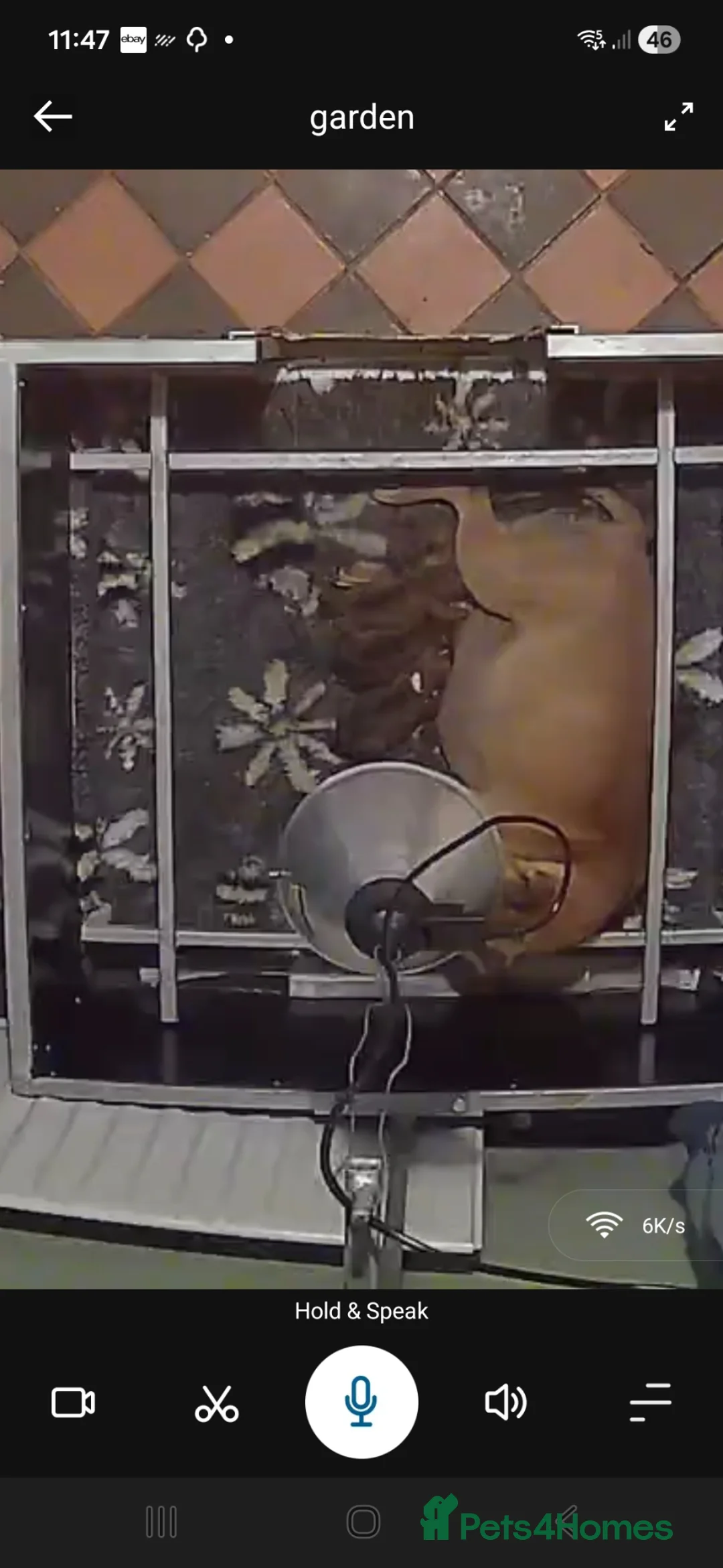 Staffordshire Bull Terrier dogs for sale: Red Staffordshire bull terrier Female  in Omagh - Advert 4