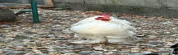 Chickens poultry for sale: cockerels that need new homes - Advert 3