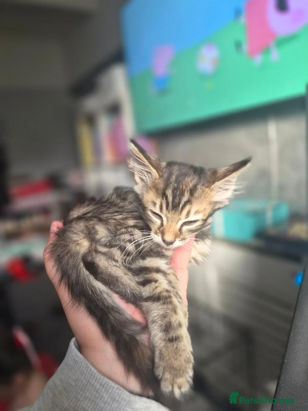Mixed Breed cats for sale: Girl Bengal & Tabby !!!Pls Read description!!!  - Advert 2