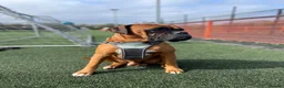 Boxer dogs for stud: Handsome Purebred Boxer – Puppy Back Deal Offered - Advert 5