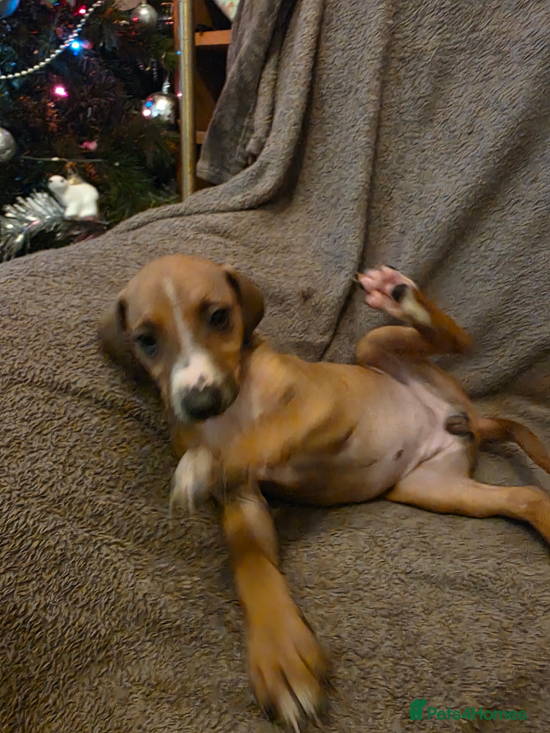 Mixed Breed dogs for sale: Italian Greyhound x Bull Greyhound Puppies - Advert 12