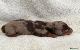 Miniature Dachshund dogs for sale: Miniature Smooth-Coat Dachshund  - Image 2