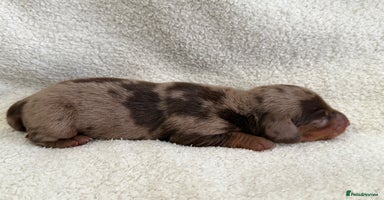 Miniature Dachshund dogs - Advert 5