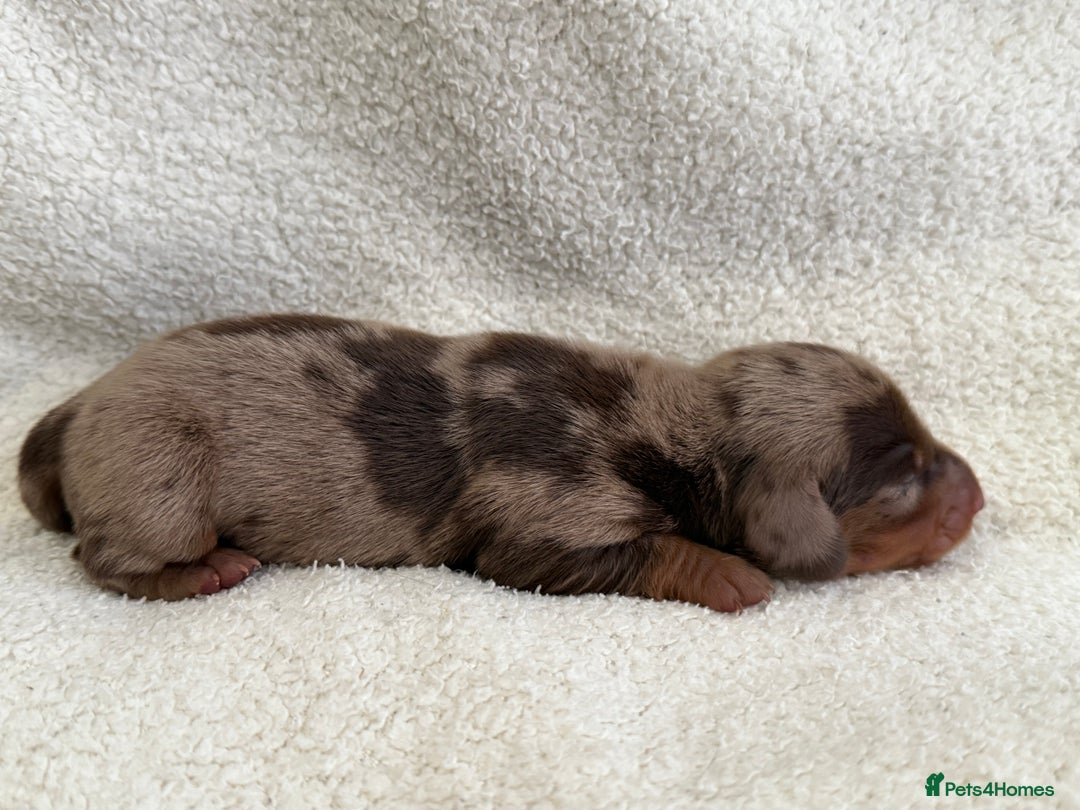 Miniature Dachshund dogs for sale: Miniature Smooth-Coat Dachshund  - Image 2