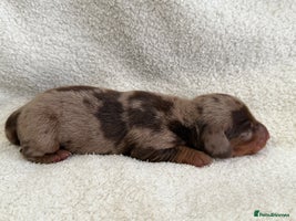 Miniature Dachshund dogs - Advert 15