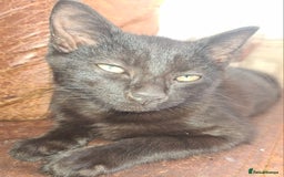 British Shorthair cats for sale: Four lil fut baby's ready for homes - Image 4
