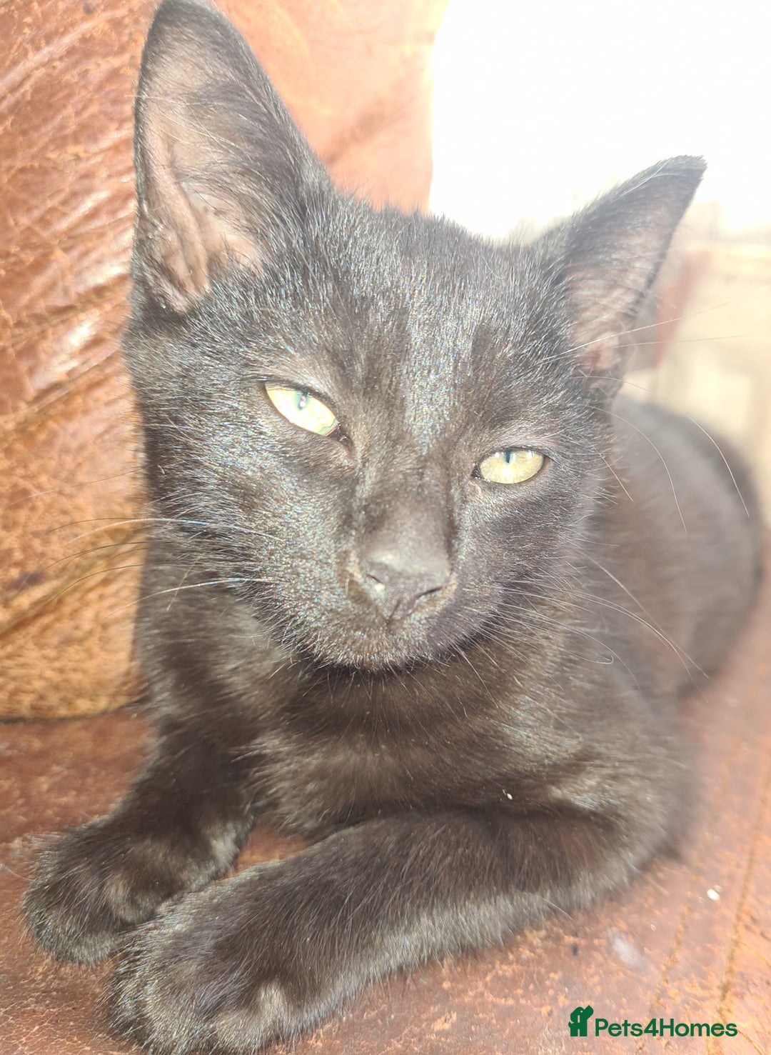 British Shorthair cats for sale: Four lil fut baby's ready for homes - Image 4