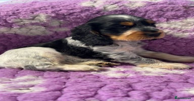 Cocker Spaniel dogs Champion Bloodlines KC Reg Show Cocker Spaniels - Advert 9