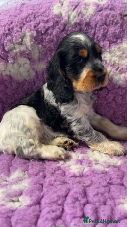 Cocker Spaniel dogs Champion Bloodlines KC Reg Show Cocker Spaniels - Advert 1