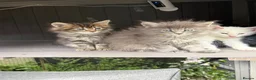 Maine Coon cats for sale: Mainecoon x  - Advert 16