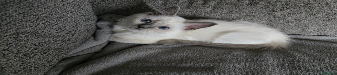Blue Mitted Male