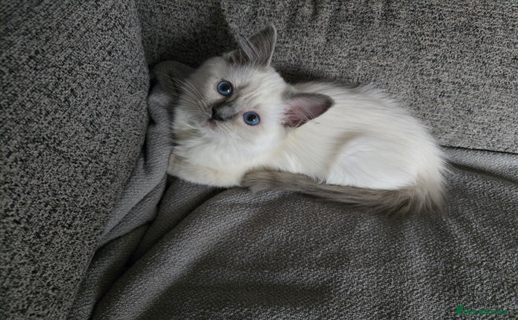 Ragdoll cats - Advert 2