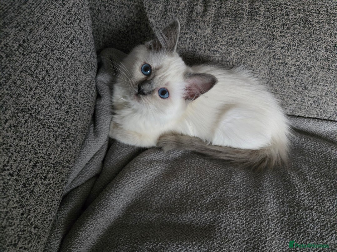 Ragdoll cats for sale: Ready Now. Stunning GCCF Pure Bred Ragdoll kittens - Image 8