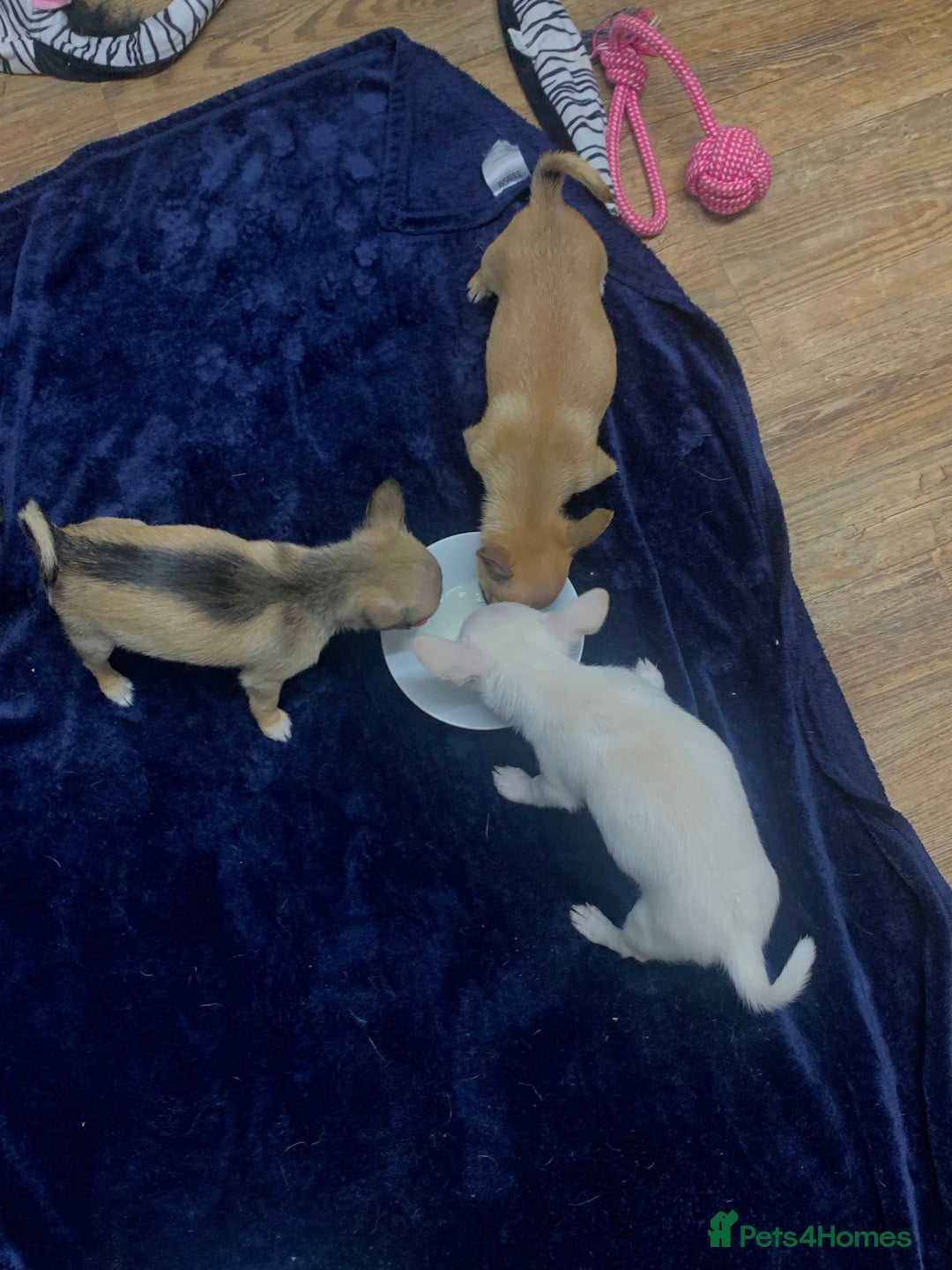 Pomchi dogs for sale: 🐾MALE POMCHI PUPPIES🐾 - Advert 7