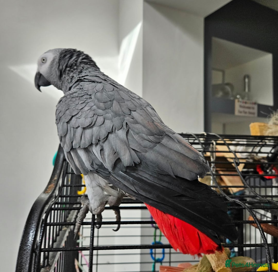 Parrots birds for sale: African Grey parrot for sale  - Image 4