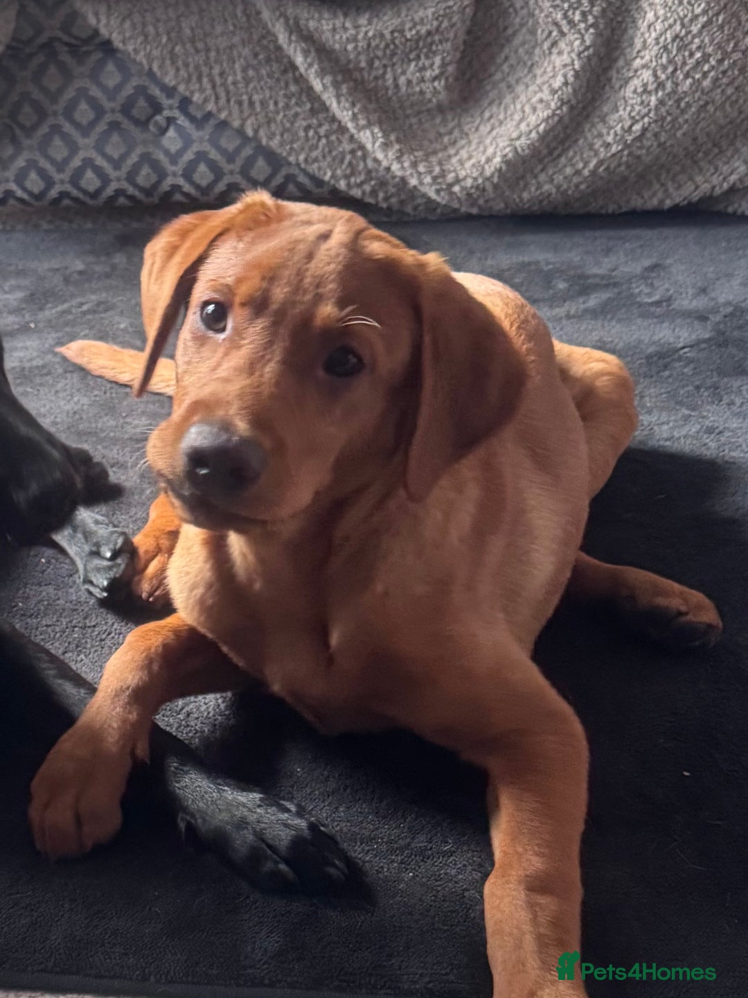 Labrador Retriever dogs for sale: Labrador pup for sale - Advert 2