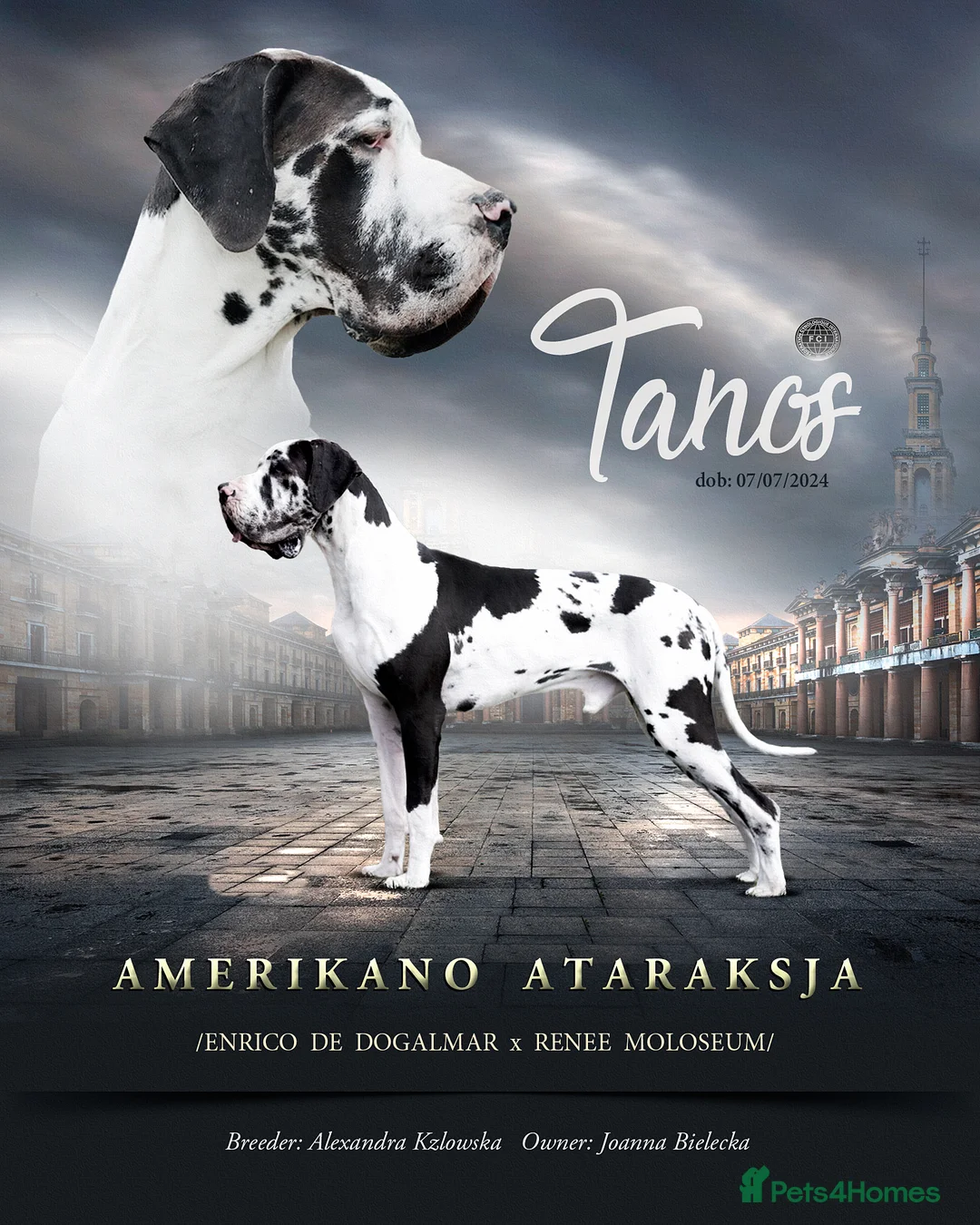 Great Dane dogs for stud: European Stud ! - Advert 1