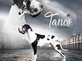 Great Dane dogs European Stud ! - Advert 1
