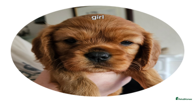 Cavalier King Charles Spaniel dogs - Advert 6