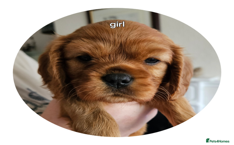 Cavalier King Charles Spaniel dogs - Advert 10