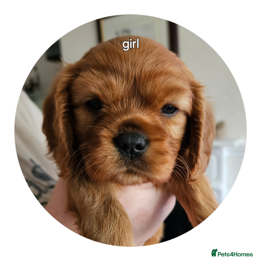 Cavalier King Charles Spaniel dogs for sale: cavalier king charles puppies  - Image 1