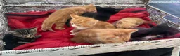 Mixed Breed cats for sale: Kittens looking for forever homes in Wallingford - Advert 4
