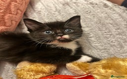 Ragdoll cats for sale: Adorable Ragdoll x Ragamuffin kittens - Image 6