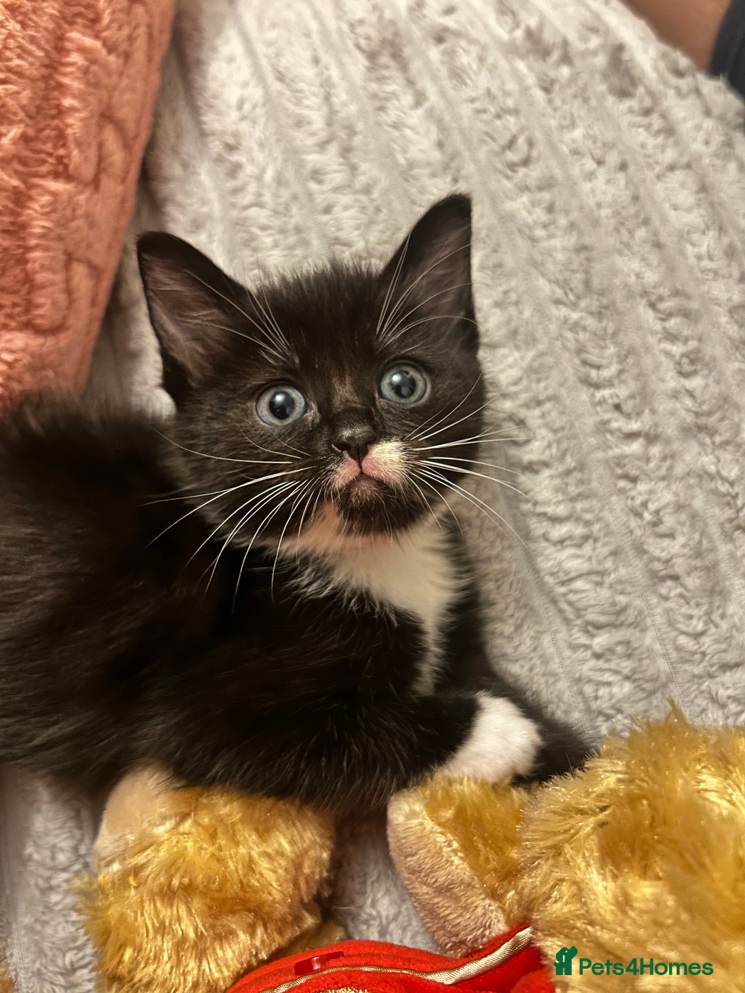 Ragdoll cats for sale: Adorable Ragdoll x Ragamuffin kittens - Image 6